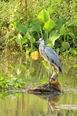 Birds of SL