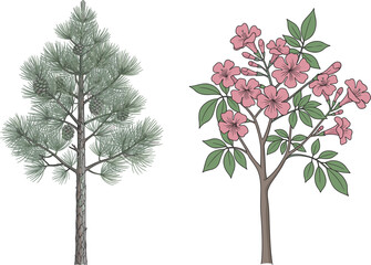 Coniferous pine tree and flowering pink tree, botanical contrast, forest diversity, vibrant blossoms, seasonal foliage, nature scene, outdoor landscape, plant structure, scenic view, green leaves
