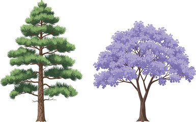 Coniferous pine tree and blooming jacaranda side by side, nature contrast, evergreen foliage, purple blossoms, landscape diversity, botanical beauty, seasonal bloom, tree comparison, floral harmony