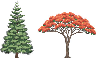 Coniferous tree and deciduous tree in autumn, seasonal foliage contrast, evergreen pine beside orange maple, nature landscape, forest diversity, botanical beauty, fall colors, tree comparison