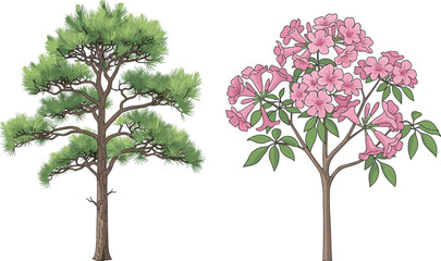 Coniferous pine tree and flowering pink tree, botanical contrast, forest diversity, vibrant blossoms, seasonal foliage, nature scene, outdoor landscape, plant structure, scenic view, green leaves