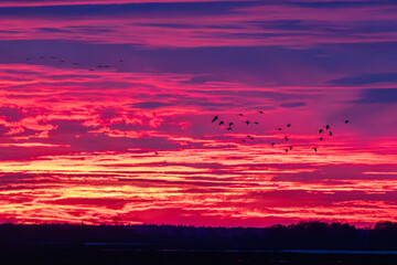 Obraz premium Nach Sonnenuntergang im Abendrot fliegende Kraniche am Bodden vor Zingst.