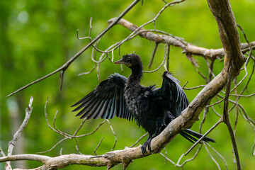 Black bird spreading its wings on a dry tree branch in a vibrant forest setting.