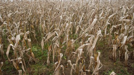 desolate farm scene, droughtstricken crop field landscape, parched and lifeless agricultural area under gray sky, barren farmland with withered stalks and desolate earth reflecting climate