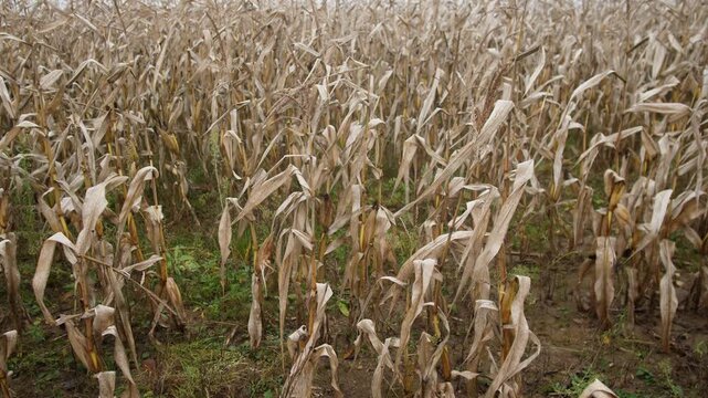 desolate farm scene, droughtstricken crop field landscape, parched and lifeless agricultural area under gray sky, barren farmland with withered stalks and desolate earth reflecting climate