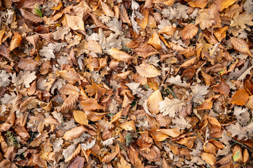 Autumn Leaves Covering Ground in Browns and Oranges, Textured Fall Scene for Stock