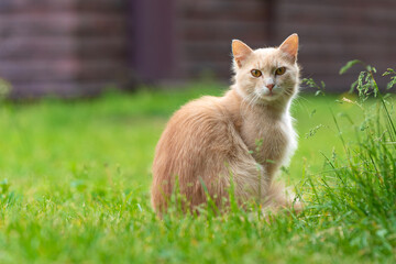 Cute ginger cat with amber eyes sitting in lush green grass outdoors, looking attentively at the camera