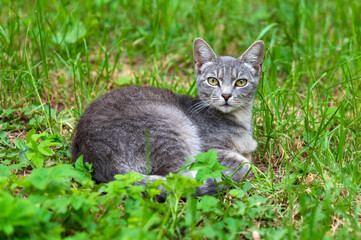 A beautiful grey tabby cat with striking yellow eyes lies peacefully in vibrant green grass, looking directly at the camera with a calm, curious gaze