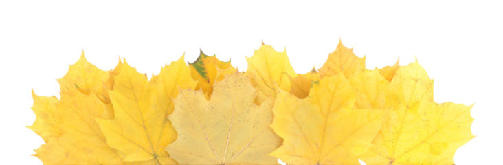 Autumn leaves lying horizontally, isolated on transparent background. Perfect natural template for cards, banners, and seasonal design projects