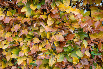 Autumn Leaves on a Lush Hedge: Colorful Fall Foliage in a Warm, Peaceful Outdoor Scene