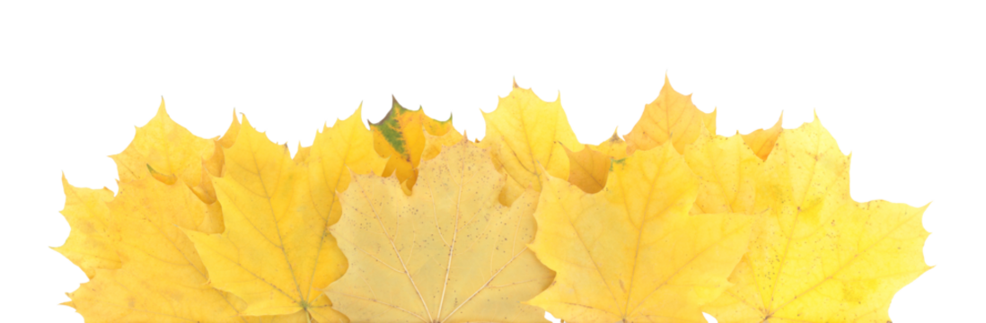 Autumn leaves lying horizontally, isolated on transparent background. Perfect natural template for cards, banners, and seasonal design projects