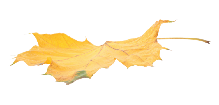 Dry yellow autumn leaf isolated on transparent background. Realistic seasonal element perfect for nature themes, decoration, eco design, and fall composition projects