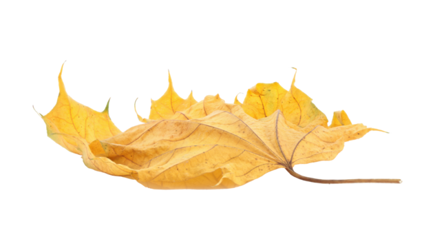 Dry yellow autumn leaf isolated on transparent background. Realistic seasonal element perfect for nature themes, decoration, eco design, and fall composition projects