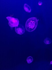 Jellyfish may have no brain, yet their simple nervous system has kept them alive for 600 million years. The jellyfish zone is my favorite—watching them drift is so soothing.