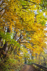 黄色く染まる紅葉風景　