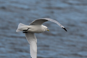 Mouette tridactyle,Rissa tridactyla, Black legged Kittiwake,