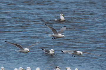 Mouette tridactyle,Rissa tridactyla, Black legged Kittiwake,