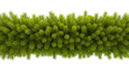 Lush green pine needles create a vibrant, natural border for festive designs