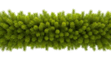Lush green pine needles create a vibrant, natural border for festive designs