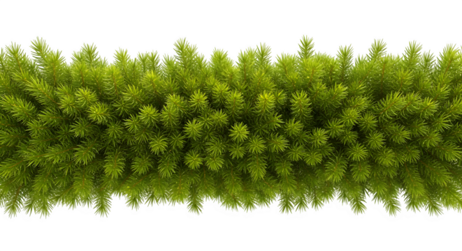 Lush green pine needles create a vibrant, natural border for festive designs