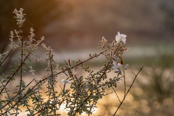 Fleurs sauvages au lever du jour en Namibie
