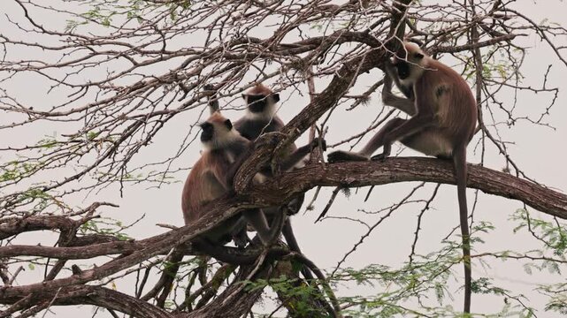 Group of Gray langurs lat. Semnopithecus priam sit on a tree branch in Sri Lanka, showing peaceful social behavior in tropical jungle wildlife in slow motion video.