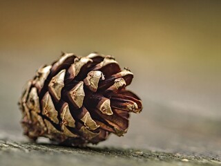 Scots pine cone (Pinus sylvestris).