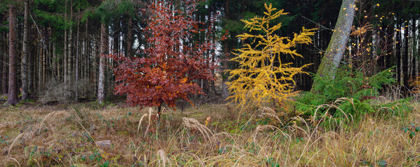 marbacher forst im bunten herbst, mischwald und waldrand mit bunten farbtupfern buche und lärche