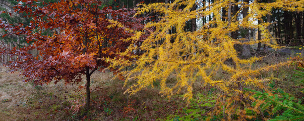 marbacher forst im bunten herbst, mischwald und waldrand mit bunten farbtupfern buche und lärche