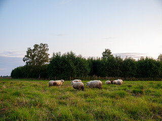 A flock of sheep grazing on a green meadow at sunset with trees in the background, peaceful rural summer landscape.