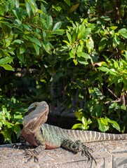 Australian water dragon lizard on garden wall