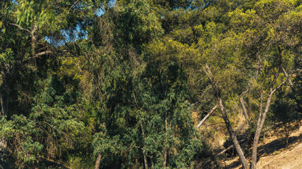 Lush hilly environment with different species of trees in green color gradations. National Park Montes de Malaga, Andalusia, Spain.
