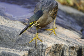 Sensational photos of a mangrove heron fishing. (Butorides striata) Heron family (Ardeidae). Fortaleza – Ceará, Brazil.