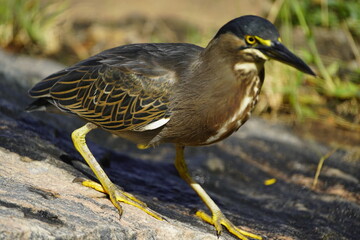 Sensational photos of a mangrove heron fishing. (Butorides striata) Heron family (Ardeidae). Fortaleza – Ceará, Brazil.