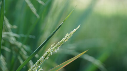 closeup of green rice fields
