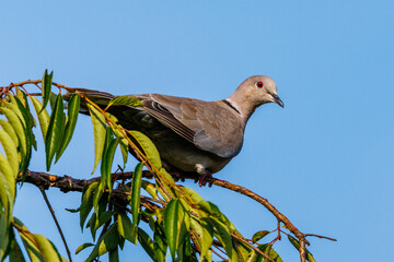 Türkentaube (Streptopelia decaocto)