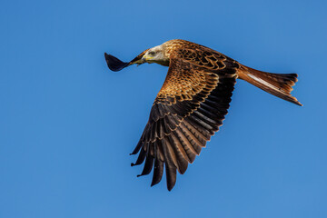Rotmilan (Milvus milvus)