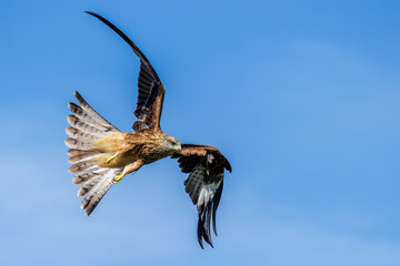 Rotmilan (Milvus milvus)