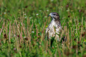 Mäusebussard (Buteo buteo)