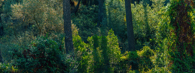 Lush hilly environment with different species of trees in green color gradations. National Park Montes de Malaga, Andalusia, Spain.