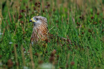 Rotmilan (Milvus milvus)