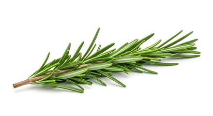 Fototapeta premium Fresh rosemary sprig