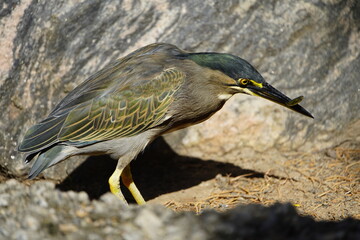 Sensational photos of a mangrove heron fishing. (Butorides striata) Heron family (Ardeidae). Fortaleza – Ceará, Brazil.