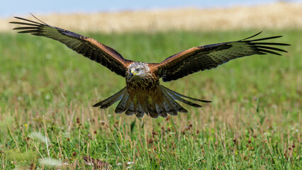 Rotmilan (Milvus milvus)