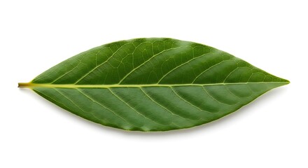 Fototapeta premium Green bay leaf