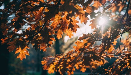 Golden autumn oak leaves bathed in warm sunlight, showcasing nature's vibrant transition with a bokeh background