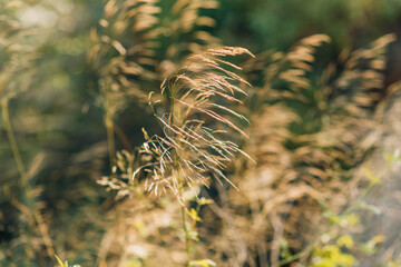 Fototapeta premium Tall grasses in the wind in field. Close-up shot with shallow depth of field.