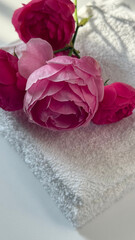 Delicate composition with pink roses for wellness, beauty themes. Lush flowers lie on a white towel, creating a feeling of peace and relaxation. Soft daylight creates light shadows on a  white surface