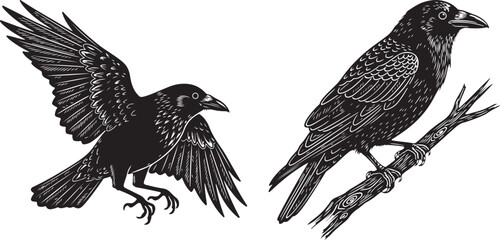 Detailed black and white illustration of two ravens one in flight with wings spread and the other perched on a branch