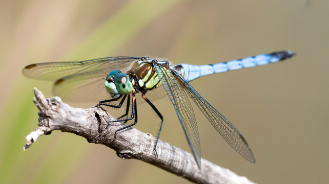A macro photograph of a blue dragonfly perched on a weathered gray branch